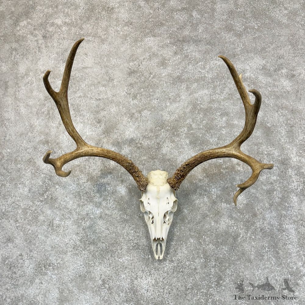 Mule Deer Skull European Mount For Sale #29419 - The Taxidermy Store