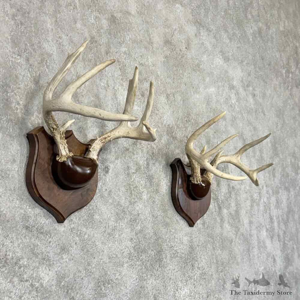 Whitetail Deer Antler Plaque Pair For Sale #30339 @ The Taxidermy Store