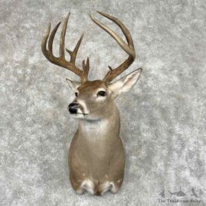 Texas Whitetail Deer Shoulder Mount For Sale #32084 @ The Taxidermy Store