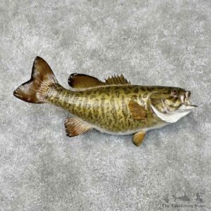 Smallmouth Bass Fish Mount For Sale #30523 @ The Taxidermy Store