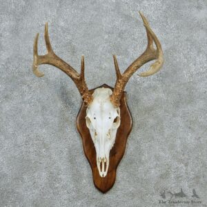 Whitetail Skull & Antlers Taxidermy European Mount #12877 For Sale @ The Taxidermy Store