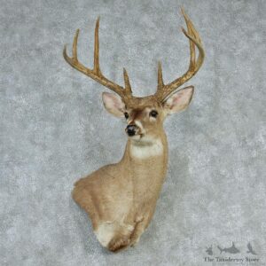 Whitetail Deer Shoulder Taxidermy Head Mount #12742 For Sale @ The Taxidermy Store