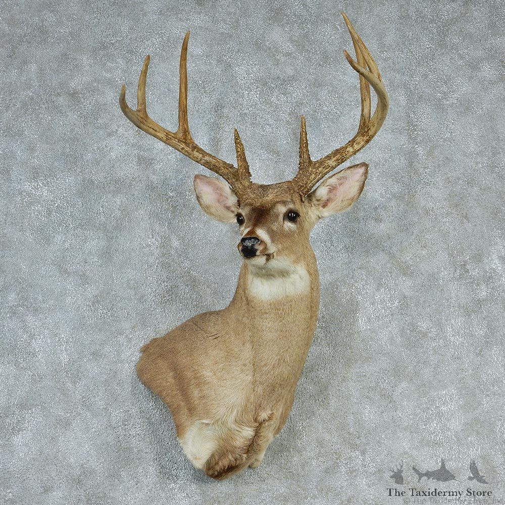 Whitetail Deer Shoulder Taxidermy Head Mount #12742 For Sale @ The Taxidermy Store