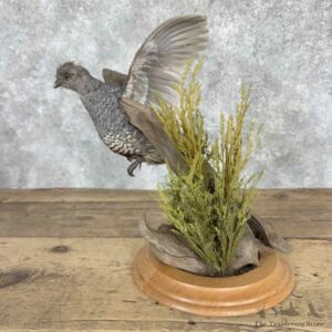 Scaled Quail Bird Mount For Sale #32031 @ The Taxidermy Store