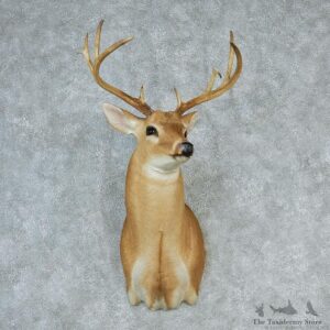 Whitetail Deer Shoulder Taxidermy Head Mount #12751 For Sale @ The Taxidermy Store