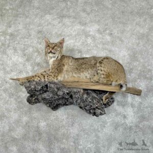 Bobcat Life-Size Mount For Sale #31314 @ The Taxidermy Store