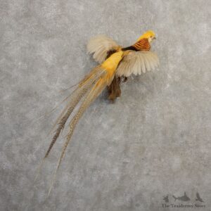 Yellow Golden Pheasant Bird Mount For Sale #20800 @ The Taxidermy Store