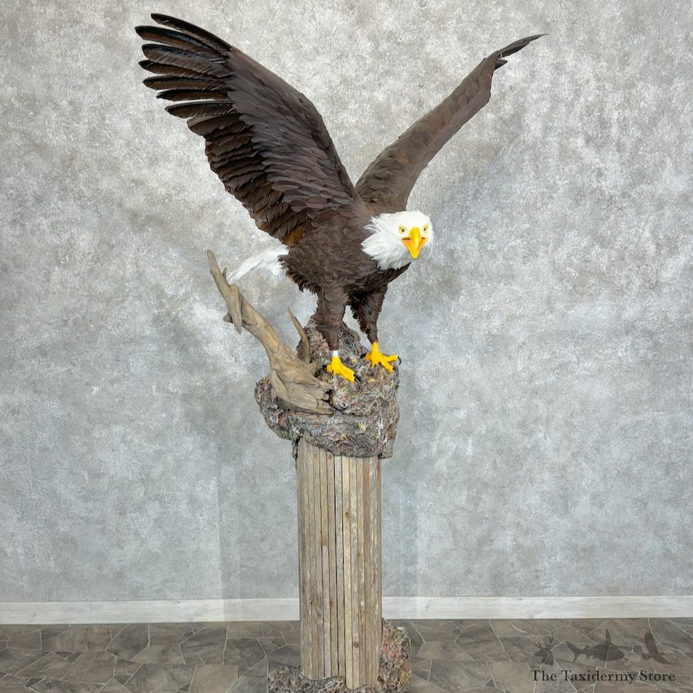Reproduction Bald Eagle Bird Mount For Sale #29376 @ The Taxidermy Store