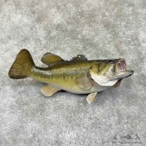 Largemouth Bass Fish Mount For Sale #30757 @ The Taxidermy Store