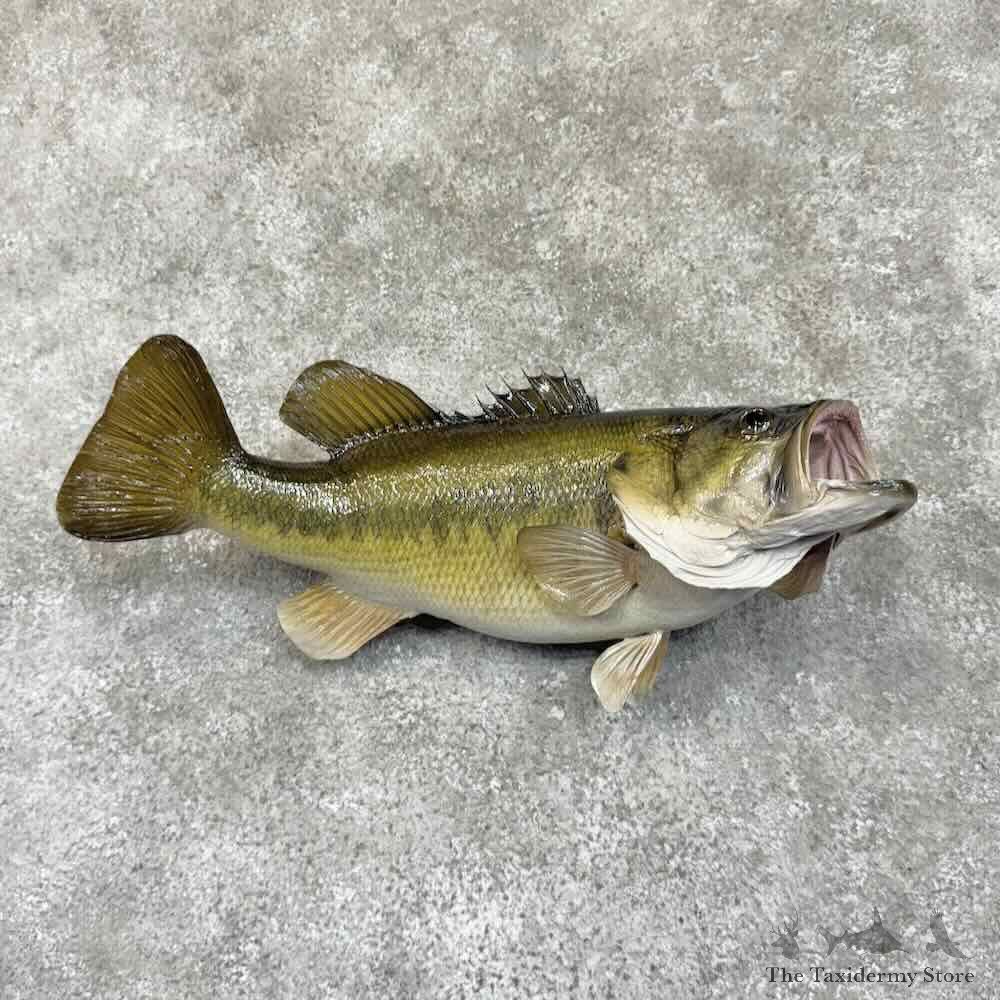 Largemouth Bass Fish Mount For Sale #30757 @ The Taxidermy Store