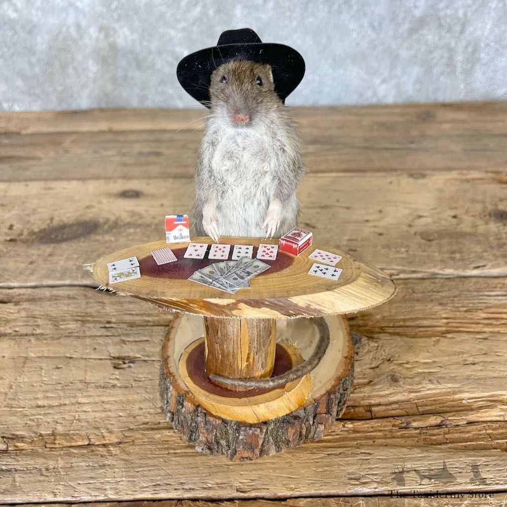 Texas Hold 'em Poker Rat Novelty Taxidermy For Sale #26544 @ The Taxidermy Store