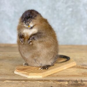 Muskrat Life Size Taxidermy Mount #21700 For Sale @ The Taxidermy Store