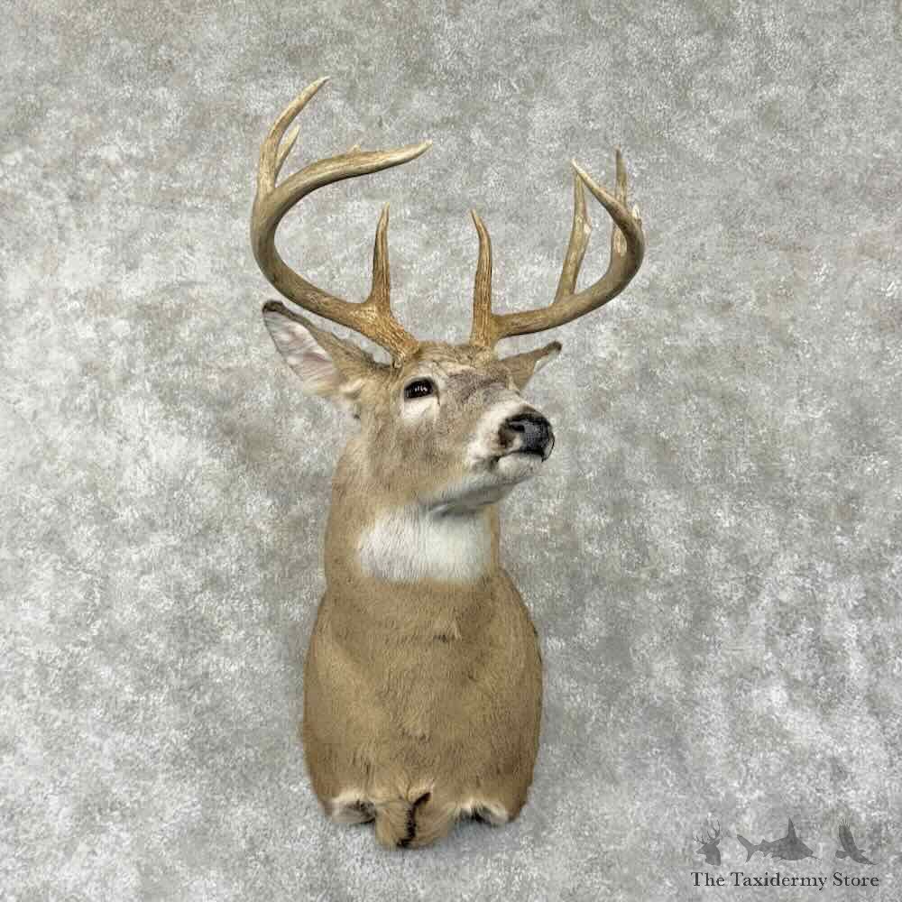Whitetail Deer Shoulder Mount For Sale #31797 @ The Taxidermy Store