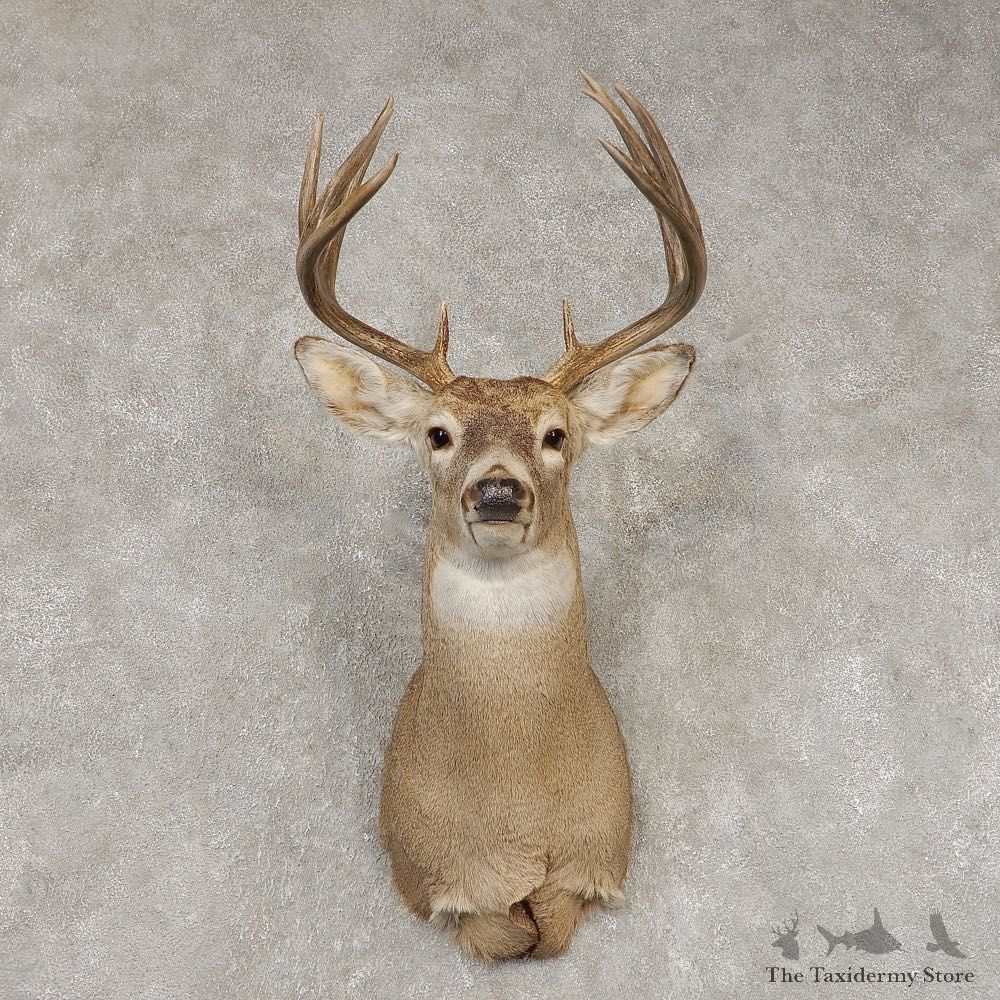 Whitetail Deer Shoulder Mount #21447 For Sale - The Taxidermy Store