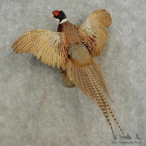 Ringneck Pheasant Bird Mount For Sale #16676 @ The Taxidermy Store