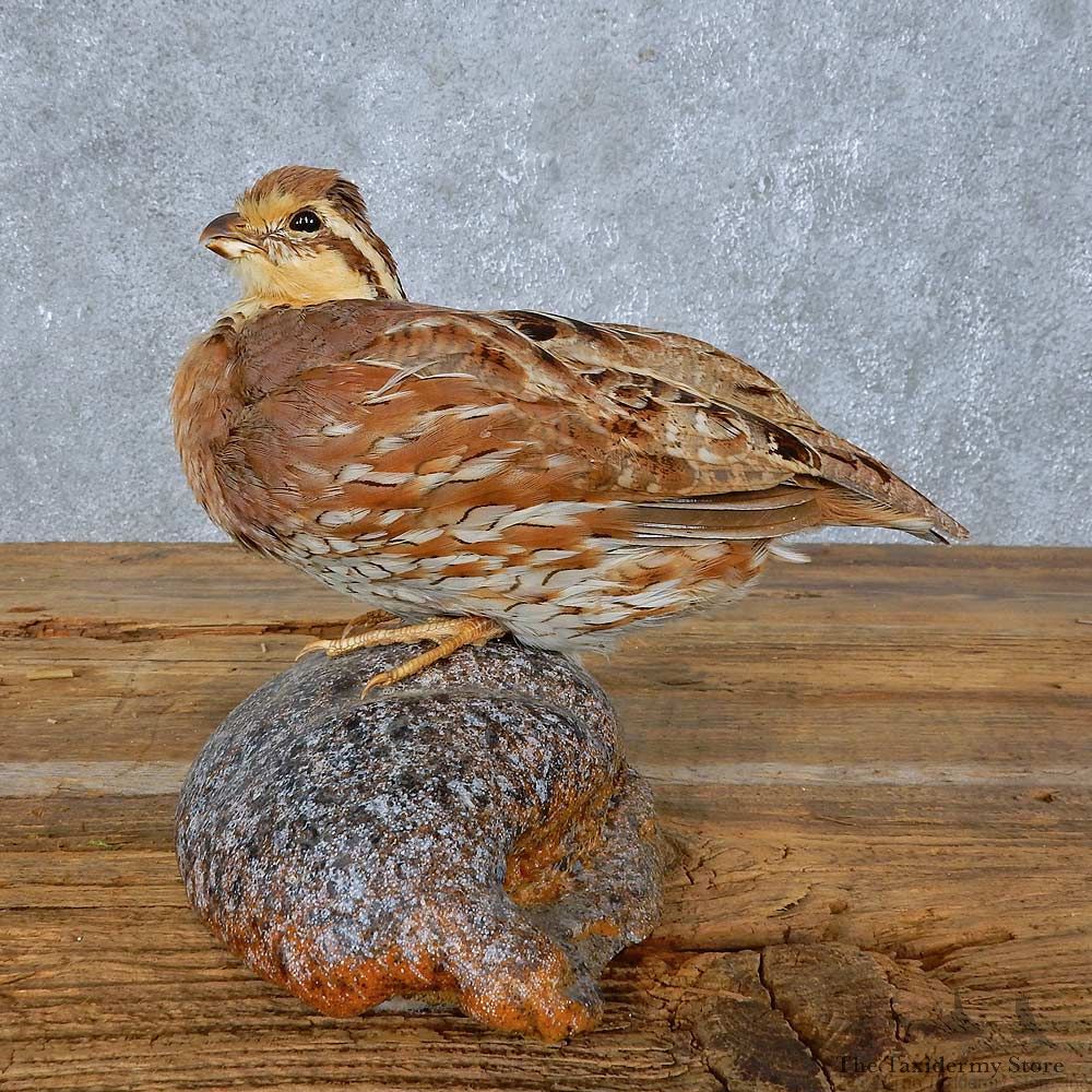 Bobwhite Quail Bird Mount For Sale #15412 @ The Taxidermy Store