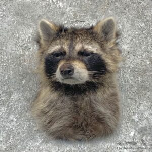 Raccoon Shoulder Mount For Sale #22674 @ The Taxidermy Store