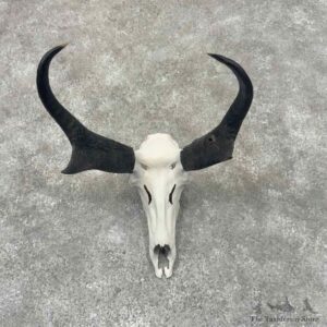 Pronghorn Skull Horns European Mount For Sale #32152 @ The Taxidermy Store