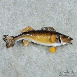 Walleye Life Size Freshwater Fish Mount #13537 For Sale @ The Taxidermy Store