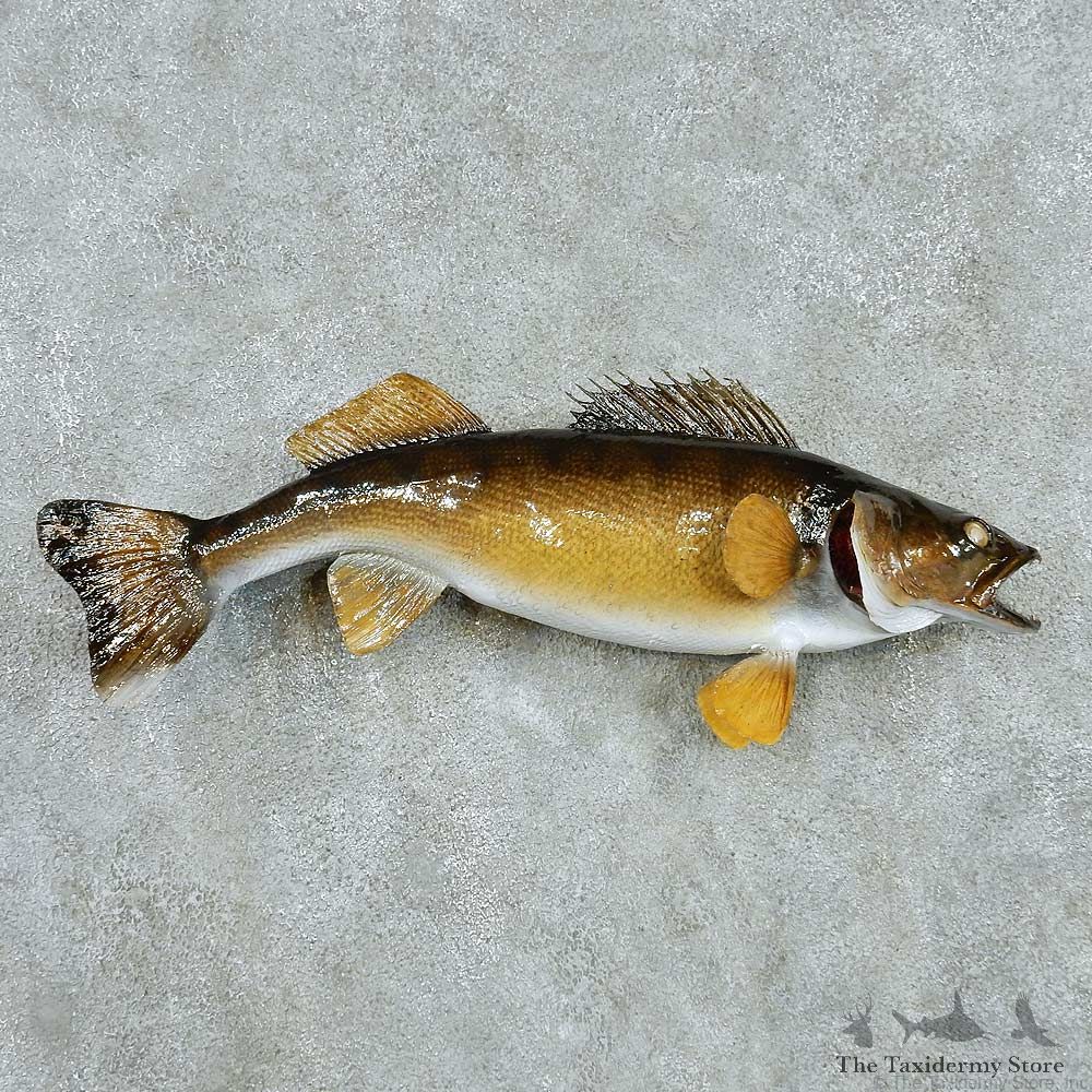 Walleye Life Size Freshwater Fish Mount #13537 For Sale @ The Taxidermy Store