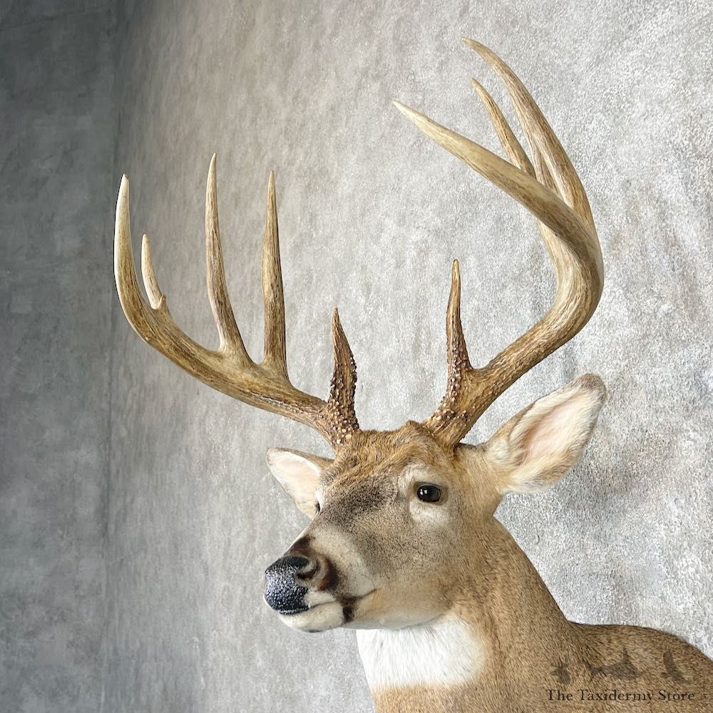Whitetail Deer Shoulder Taxidermy Mount For Sale #26590 @ The Taxidermy Store