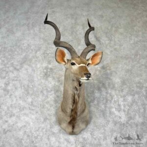 Greater Kudu Shoulder Mount For Sale #30423 @ The Taxidermy Store
