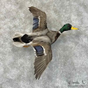 Mallard Duck Drake Mount For Sale #31246 @ The Taxidermy Store