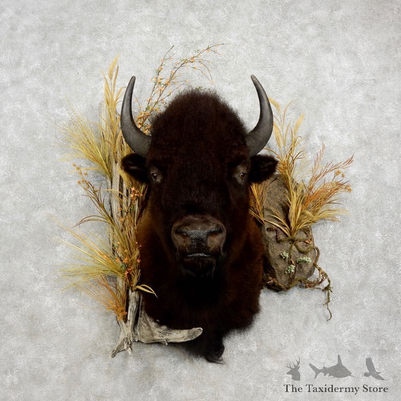 American Buffalo Shoulder Mount For Sale #17287 @ The Taxidermy Store