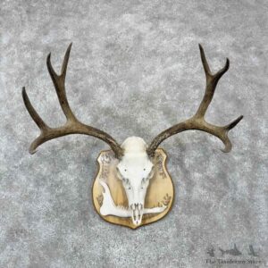 Mule Deer Skull European Mount For Sale #30381 @ The Taxidermy Store
