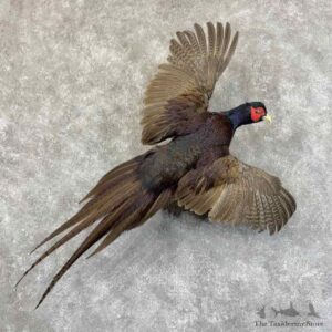 Talish Pheasant Bird Mount For Sale #31440 @ The Taxidermy Store