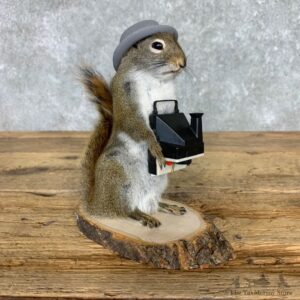 Hipster Squirrel Novelty Mount For Sale #23469 @ The Taxidermy Store