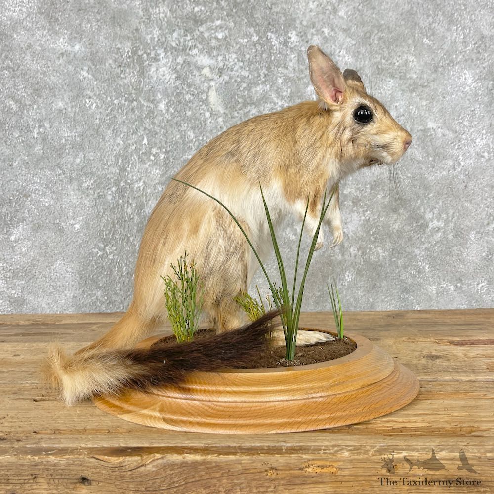 Springhare Life-Size Taxidermy Mount For Sale #26785 @ The Taxidermy Store