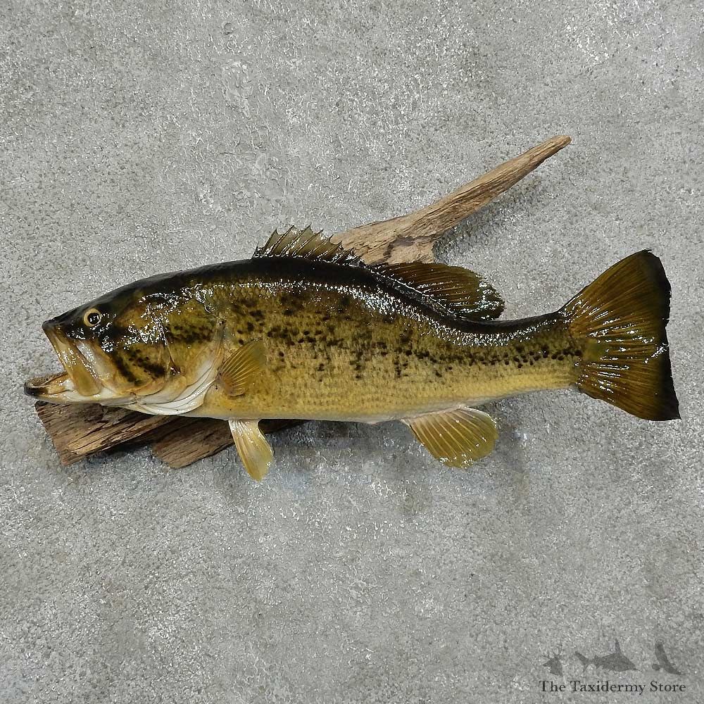 Largemouth Bass Freshwater Fish Mount For Sale #16053 @ The Taxidermy Store