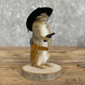 Cowboy Chipmunk Novelty Mount For Sale #26112 @ The Taxidermy Store