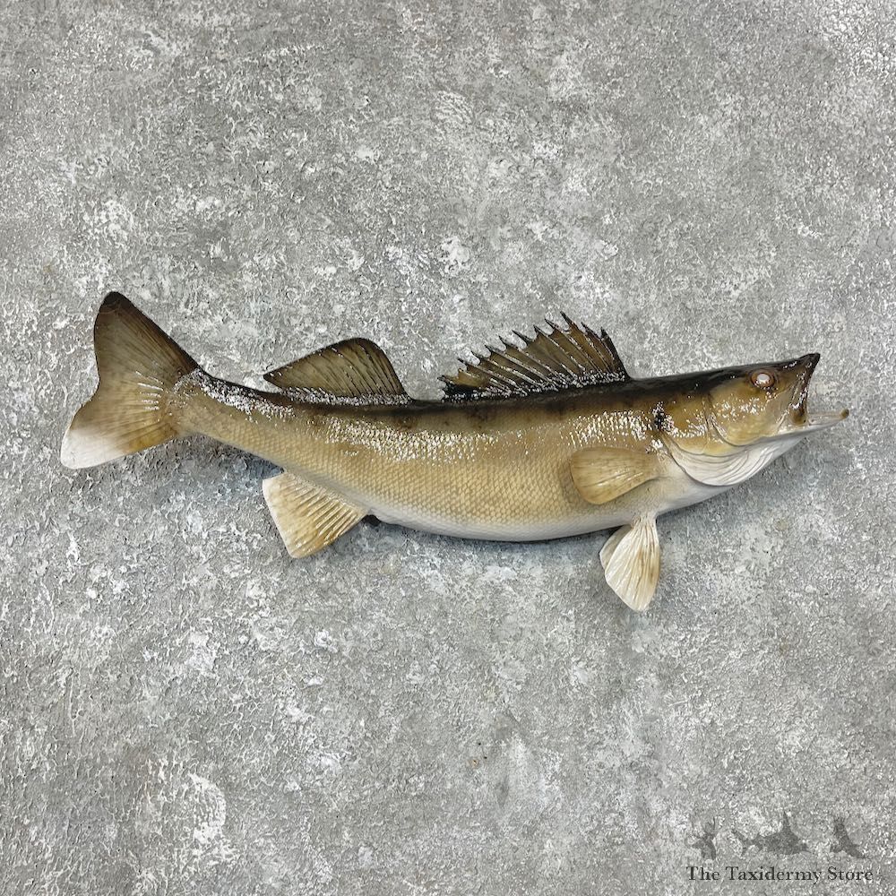 Walleye Taxidermy Mount For Sale #25619 @ The Taxidermy Store