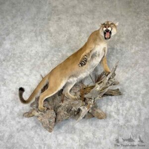 Mountain Lion Cougar Life-Size Mount For Sale #30401 @ The Taxidermy Store