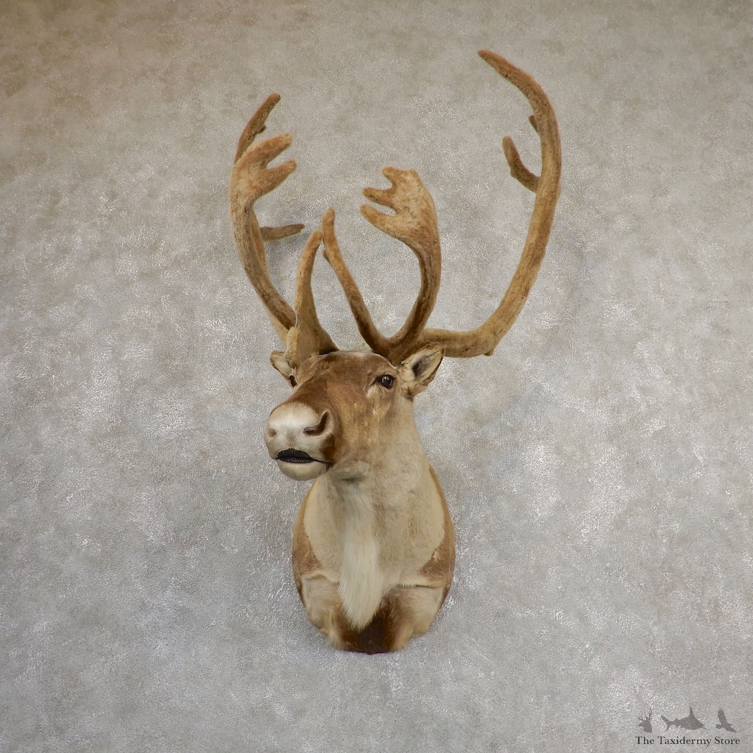 Central Canada Barren Ground Caribou Shoulder Mount For Sale #19852 @ The Taxidermy Store