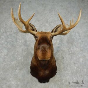 Western Canada Moose Shoulder Mount For Sale #16836 @ The Taxidermy Store