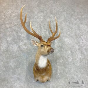 Axis Deer Shoulder Mount For Sale #23338 @ The Taxidermy Store