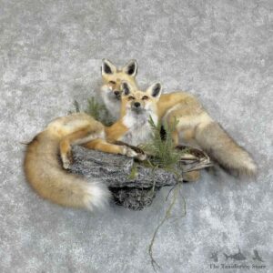 Red Fox Pair Life-Size Mount For Sale #31316 @ The Taxidermy Store