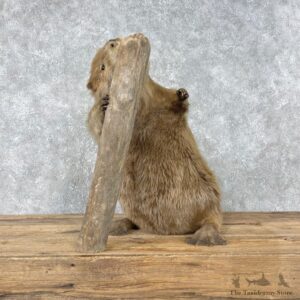 North American Beaver Mount For Sale #26787 @ The Taxidermy Store