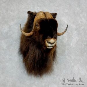 Barren Ground Muskox Shoulder Mount For Sale #18225 @ The Taxidermy Store