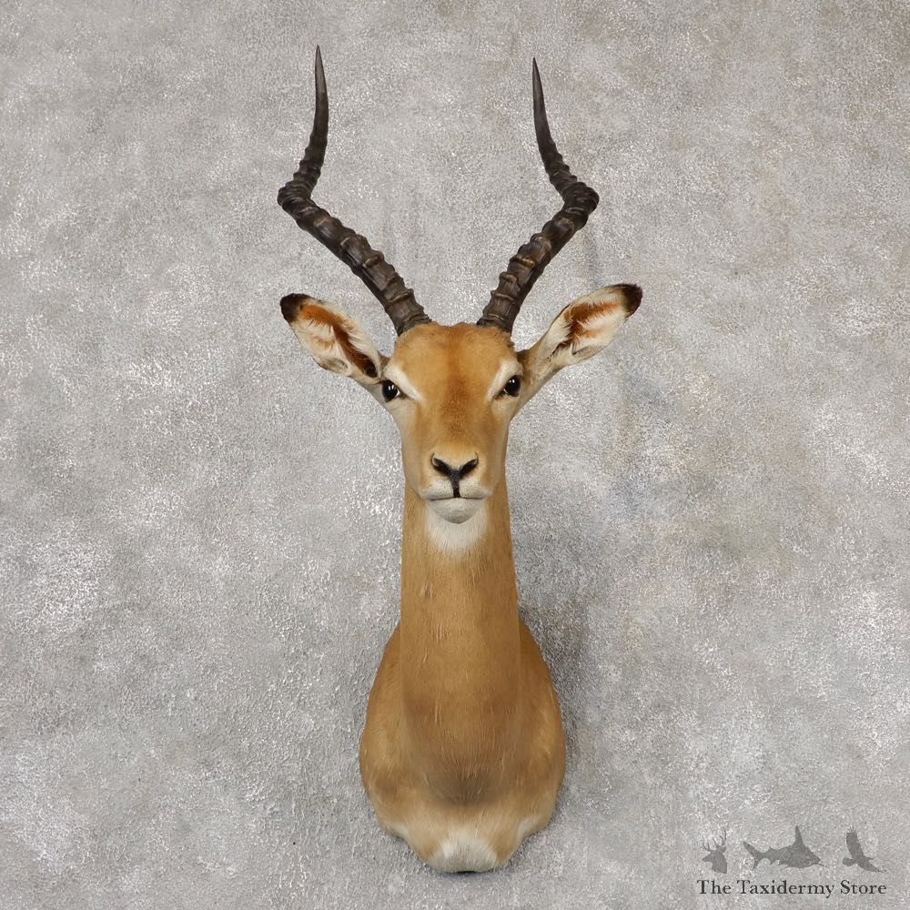 African Impala Shoulder Mount For Sale #18825 @The Taxidermy Store