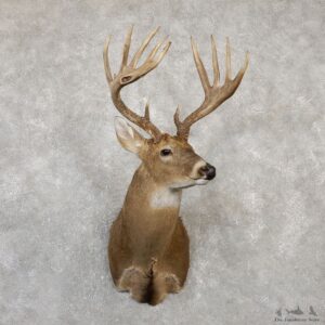 Whitetail Deer Shoulder Mount For Sale #19996 @ The Taxidermy Store