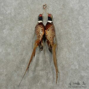 Ringneck Pheasant Pair Harvest Mount For Sale #16721 @ The Taxidermy Store