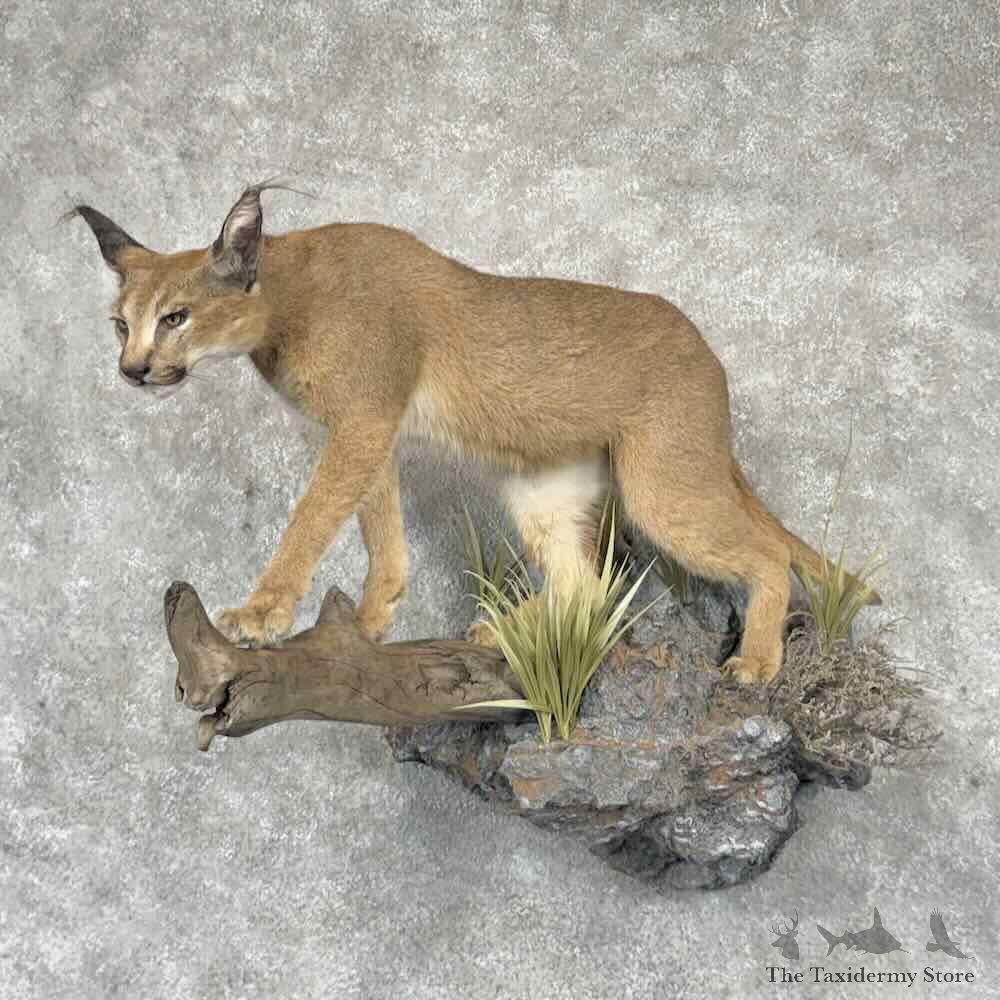 African Caracal Cat Life-Size Mount For Sale #31632 @ The Taxidermy Store