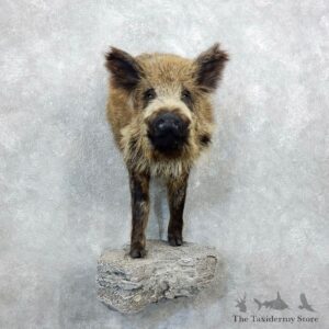 Russian Boar Shoulder Mount For Sale #18351 @ The Taxidermy Store