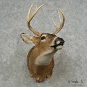 Whitetail Deer Shoulder Mount For Sale #16713 @ The Taxidermy Store