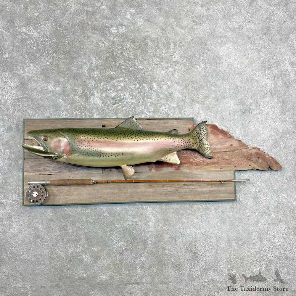Rainbow Trout Fish Mount For Sale #26905 @ The Taxidermy Store