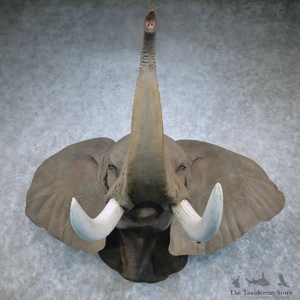 African Elephant Replica Shoulder Mount For Sale #14462 @ The Taxidermy Store